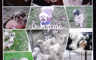 Pomôžte našim senior psíkom Shih-tzu dožiť dôstojný život