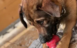 Pomôžme Jessiemu opäť sa postaviť na labky bez bolessti Pomôžme Jessiemu opäť sa postaviť na labky bez bolessti