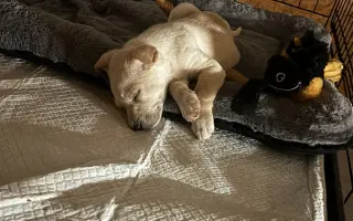 Pomôžte zabezpečiť koterce pre psíkov