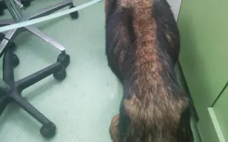 Pomôžme zachraňovať psích seniorov a dopriať im dôstojnú starobu