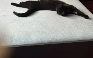 Pomôžme kocúrikovi Lucikovi získať peniaze na liečbu