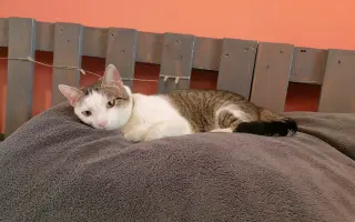 Salty bojuje o svoj tretí život – pomôžme mu vyhrať boj s FIP