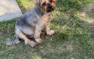Pomôžme Luckymu k dôstojnému životu bez bolesti