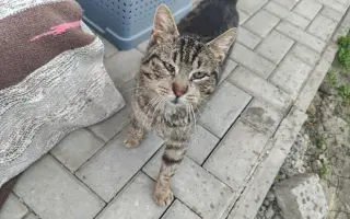 Pomôžme Eve starať sa aj naďalej o mačičky, ktoré ju potrebujú
