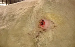 Pomôžme kobyle Kami v boji o život