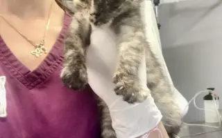 Pomôžte Bridget Mačičkovej vyrovnať veterinárny účet  a ďalej pomáhať mačičkám