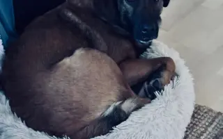 Pomôžme Jessiemu opäť sa postaviť na labky bez bolessti Pomôžme Jessiemu opäť sa postaviť na labky bez bolessti