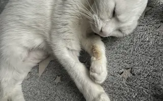 Pomôžme kocúrikovi Luciferovi bojovať s lymfómom