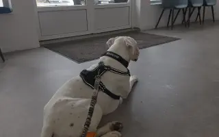 Pomôžme Zerachielovi - 2 ročnému nemeckému boxerovi zvládnuť boj s chorobou