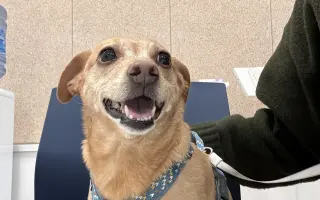 Šanca pre Lindu: Liečba, ktorá jej môže zachrániť život