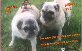 Pomôžte dať chorým mopsíkom šancu na život – MOPS v núdzi, o.z.
