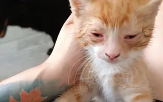 Pomôžte nám postaviť bezpečnú voliéru pre mačky bez domova