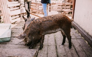 Darujme nový začiatok Azylu pre prasiatka a králiky