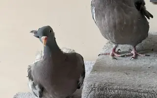 Pomôžme Vlaďke postaviť domov pre handicapované holuby
