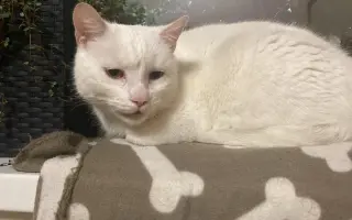 Pomôžme kocúrikovi s dýchacími ťažkosťami