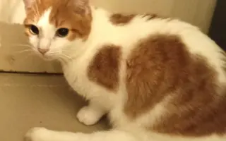 Pomôžte nám pomáhať mačičkám. S Vami dokážeme viac.