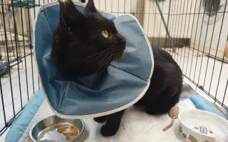 Pomôžme mačkám z Ružinova – 2. fáza pomoci