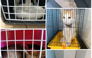 Pomôžme spolu túlavým mačkám na Kysuciach