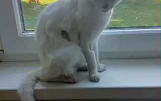 Pomôžme zachrániť Bellu pred smrteľným ochorením FIP
