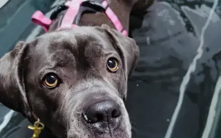 Pomôžte Lole chodiť bez bolesti – súrne potrebuje operáciu