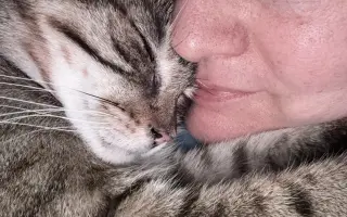 Podporte rozšírenie depozitu pre mačičky z ulice