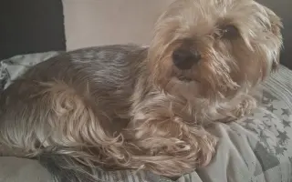 Pomôžme zachránenej Roxy absolvovať MRI a liečbu