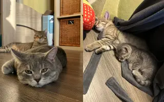 Pomôžme Fredovi a Georgeovi zostať doma
