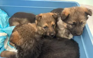 Kúpme a postavme domček pre šteniatka a choré psíky