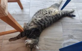 Pomôžme Mačičkám u Larky zvládnuť náročné obdobie