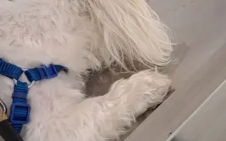 Pomôžme Maxovi znovu chodiť 🐾