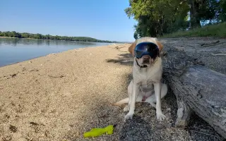 Podporte výnimočnú labradorku, aby mohla pomôcť tým, ktorí to najviac potrebujú
