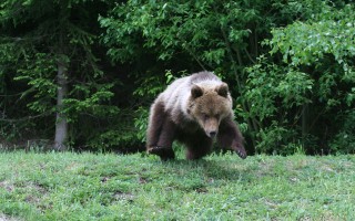 Podporte vydanie knihy Stretnutia s medveďom