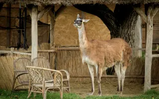 Pomôžte Detskej farme Humanita (DFH) postaviť sa na nohy