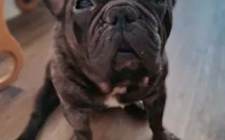 Pomôžme francúzskemu buldočkovi Rockymu