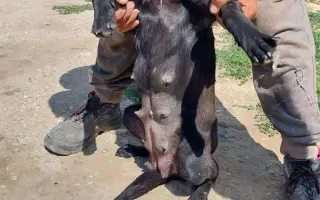 Pomôžte nám s kastráciou psíkov z osád