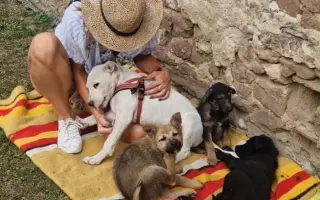 Pes nie je darček. Pomôžte nám zmeniť myslenie v marginalizovaných komunitách.