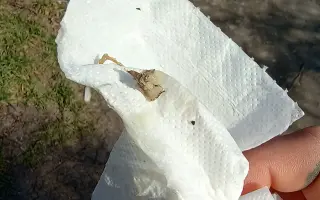 Pomohli ste mačkám z Ružinova