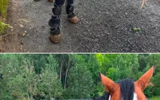 Pomôžme kobylke zvíťaziť nad bolesťou a následkami ťažkého zanedbania