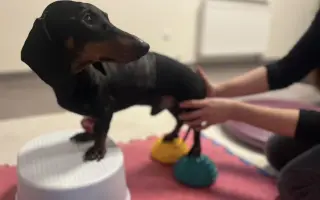 Dobby znovu chodí. Pomôžte mu opäť behať.