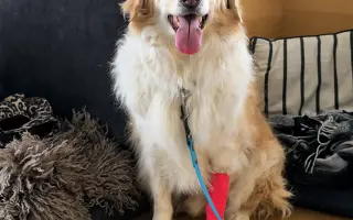 Pomôžte nám dať Dukovi šancu na ďalšie spoločné dni