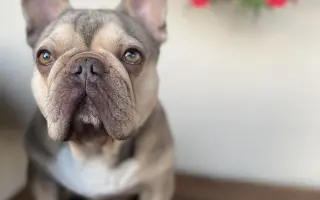 Pomôžme Dionkovi znovu chodiť