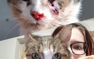 Pomôžte nám postaviť bezpečnú voliéru pre mačky bez domova