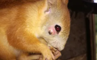 Pomôžte s rekonštrukciou záchrannej stanice pre veveričky