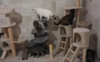 Pomôžte nám pomáhať mačičkám. S Vami dokážeme viac.