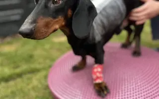 Dobby znovu chodí. Pomôžte mu opäť behať.