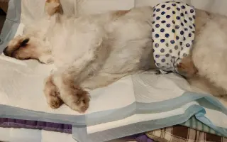 Pomôžme psím seniorom u Ivetky