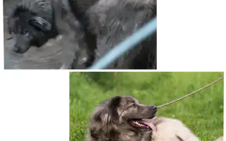 Pomôžte nám vyplatiť dlh za veterinárnu starostlivosť pre našich zverencov