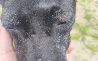 Pomôžme zachraňovať psích seniorov a dopriať im dôstojnú starobu