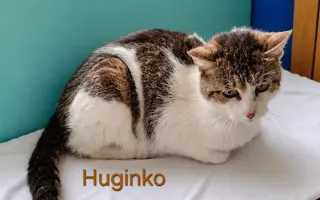 Pomôžme zachraňovať mačacie životy v Senci a okolí