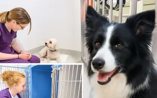 Pomôžte Sindy znovu behať a hlavne žiť bez bolesti. Čas už nemá, inak ochrnie.
